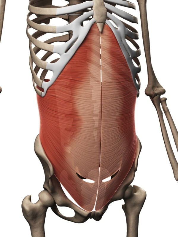 שריר הרחב הבטני שריר שעוטף את איברי הבטן וחלק משרירי רצפת אגן
